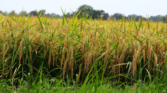 a lush field of wheat
