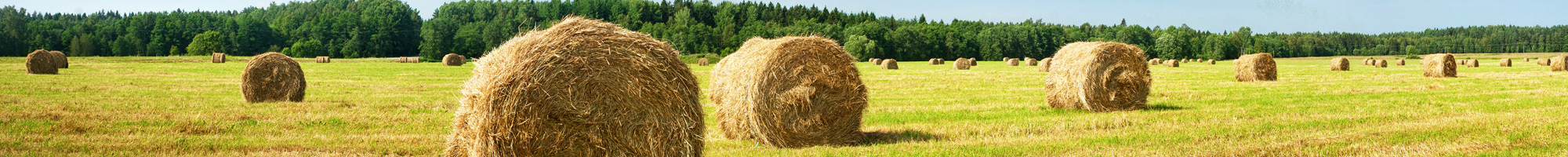 hay bales scattered across a field