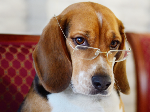 beagle wearing glasses