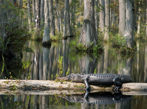 alligator sunning on a log